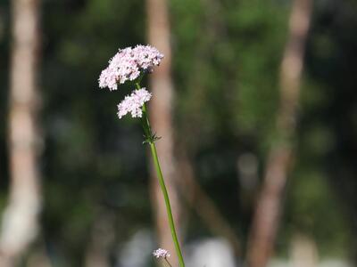 valeriana sambucifolia