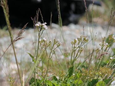 valeriana tripteris