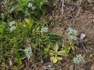 valerianella dentata