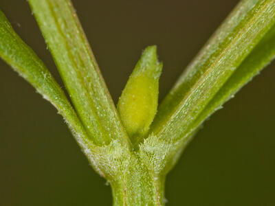 valerianella dentata frucht