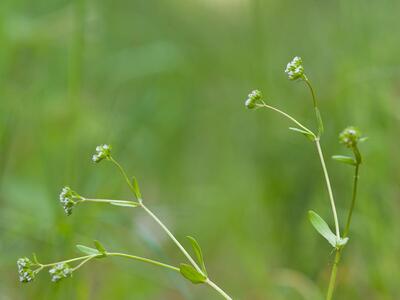 valerianella locusta