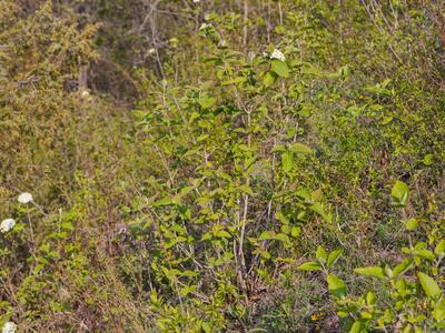 viburnum lantana