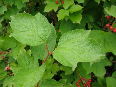 viburnum opulus