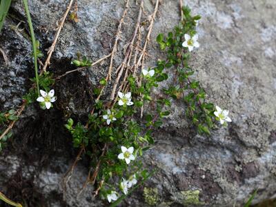 arenaria biflora