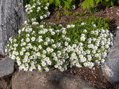 arenaria montana