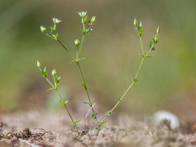 arenaria serpyllifolia