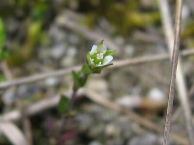 arenaria serpyllifolia bluete