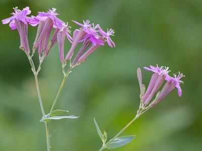 atocion armeria