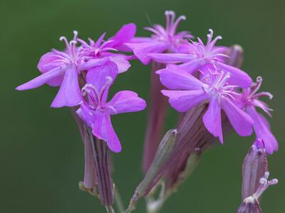 atocion armeria bluete