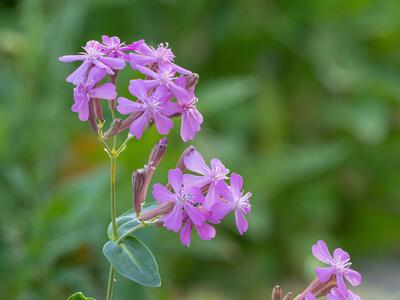 atocion armeria habitus