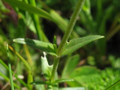 cerastium arvense blatt