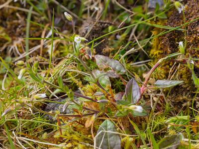 cerastium diffusum