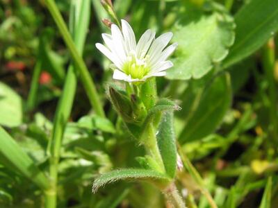 cerastium glomeratum