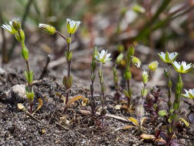 cerastium glutinosum