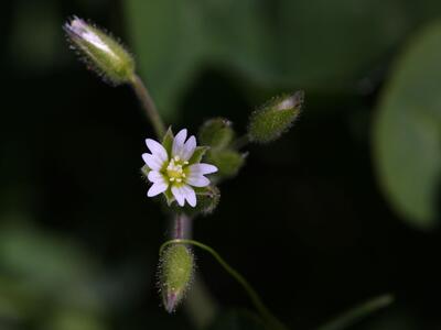 cerastium glutinosum detail