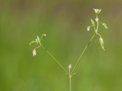 cerastium holosteoides