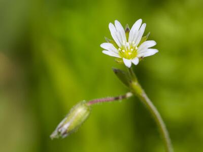 cerastium holosteoides bluete