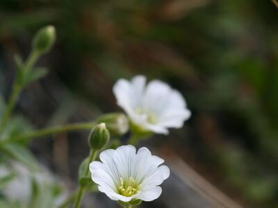 cerastium latifolium