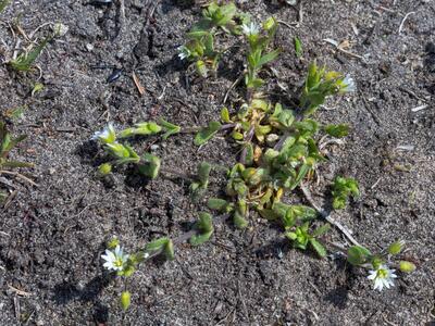 cerastium pumilum