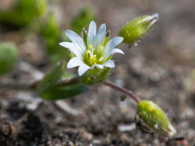 cerastium pumilum detail