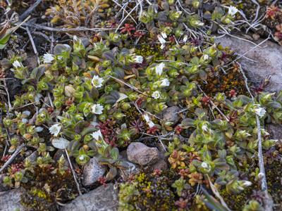 cerastium pumilum habitus