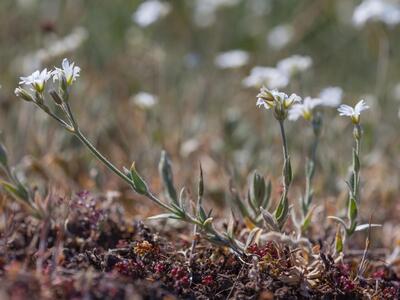 cerastium tomentosum