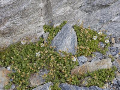 cerastium uniflorum