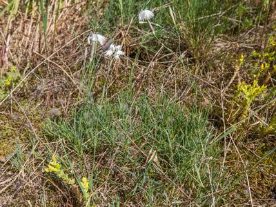 dianthus arenarius