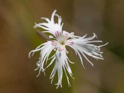 dianthus arenarius bluete