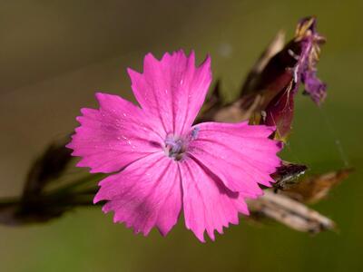 dianthus carthusianorum