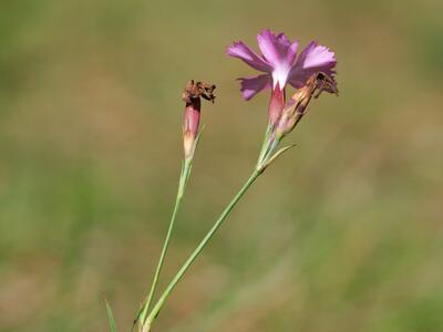 dianthus carthusianorum habitus