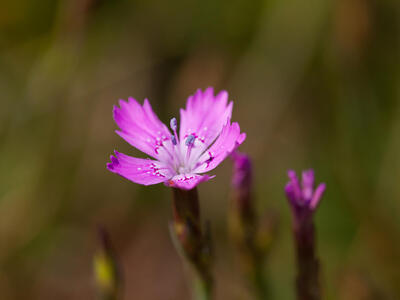 dianthus deltoides