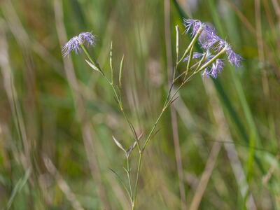 dianthus superbus