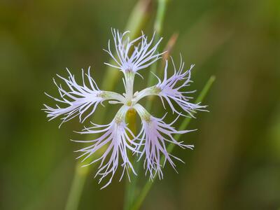 dianthus superbus bluete