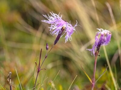 dianthus superbus ssp alpestris