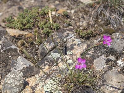 dianthus sylvestris ssp longicaulis