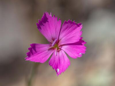 dianthus sylvestris ssp longicaulis detail