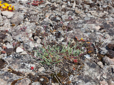 gypsophila fastigiata