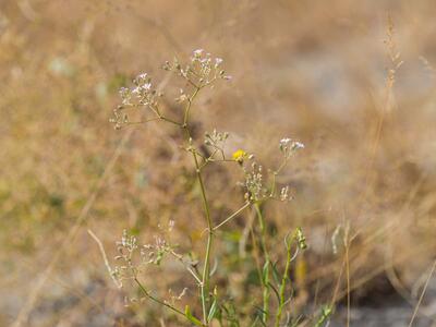 gypsophila perfoliata