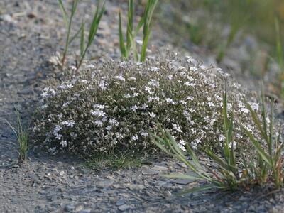 gypsophila repens