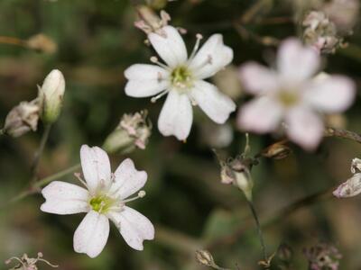 gypsophila repens bluete