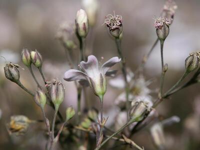 gypsophila repens kelch