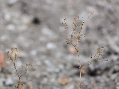 gypsophila scorzonerifolia