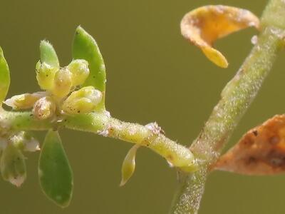 herniaria glabra detail