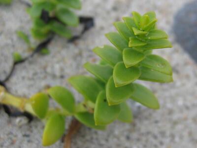 honckenya peploides detail