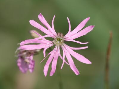 lychnis flos-cuculi