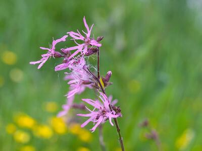 lychnis flos-cuculi 1