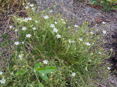 minuartia capillacea