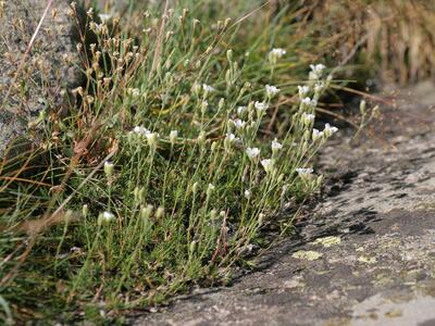 minuartia laricifolia ssp laricifolia