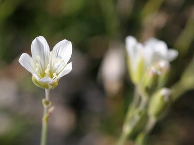 minuartia laricifolia ssp laricifolia detail